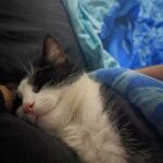 Suky   Chat de gouttière (Commun) Femelle - Garde d'animaux à domicile