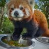 Images de profil de Thibault - Blooming Pets - Petsitting et garde d'animaux à domicile