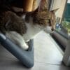 Images de profil de Thibault - Blooming Pets - Petsitting et garde d'animaux à domicile