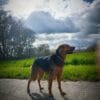 Images de profil de Thibault - Blooming Pets - Petsitting et garde d'animaux à domicile