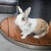 Images de profil de EMILIE - Blooming Pets - Petsitting et garde d'animaux à domicile