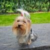 Images de profil de EMILIE - Blooming Pets - Petsitting et garde d'animaux à domicile