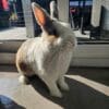 Images de profil de EMILIE - Blooming Pets - Petsitting et garde d'animaux à domicile