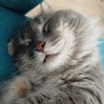 Mugen   Chat de gouttière (Commun) Mâle - Garde d'animaux à domicile