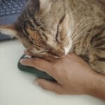 Mitsuko   Chat de gouttière (Commun) Femelle - Garde d'animaux à domicile