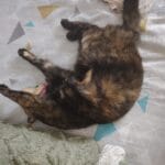 Ma-Yuna   Chat de gouttière (Commun) Femelle - Garde d'animaux à domicile