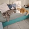 Images de profil de Audrey - Blooming Pets - Petsitting et garde d'animaux à domicile