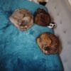Images de profil de Audrey - Blooming Pets - Petsitting et garde d'animaux à domicile