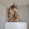 Images de profil de Audrey - Blooming Pets - Petsitting et garde d'animaux à domicile