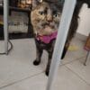 Images de profil de Audrey - Blooming Pets - Petsitting et garde d'animaux à domicile
