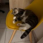 Cirella Cirella Chat de gouttière (Commun) Femelle - Garde d'animaux à domicile