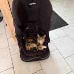 Aria Aria Chat de gouttière (Commun) Femelle - Garde d'animaux à domicile