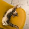 Images de profil de lilou - Blooming Pets - Petsitting et garde d'animaux à domicile