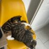 Images de profil de lilou - Blooming Pets - Petsitting et garde d'animaux à domicile