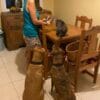 Images de profil de Patricia - Blooming Pets - Petsitting et garde d'animaux à domicile