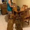 Images de profil de Patricia - Blooming Pets - Petsitting et garde d'animaux à domicile