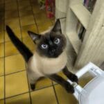 Velour Velour Thaï Mâle stérilisé - Garde d'animaux à domicile