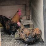Balou Balou Orpington Femelle - Garde d'animaux à domicile