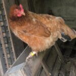 Poulette Poulette Rousse Femelle - Garde d'animaux à domicile