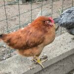 Poulette Poulette Rousse Femelle - Garde d'animaux à domicile