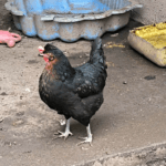 Poulette Poulette Marans Femelle - Garde d'animaux à domicile