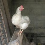 Poulette Poulette Sussex Femelle - Garde d'animaux à domicile