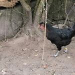 Noisette Noisette Noire Femelle - Garde d'animaux à domicile