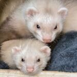 Fripouille Fripouille Furet Pearl Mâle - Garde d'animaux à domicile
