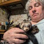 Guizmo Guizmo Furet Zibeline (Putoisé) Mâle - Garde d'animaux à domicile