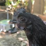 Gisèle Poulette Ayam Cemani Femelle - Garde d'animaux à domicile
