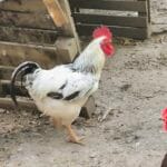 Blanco Blanco Sussex Mâle - Garde d'animaux à domicile