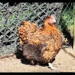 Orpi Orpi Orpington Femelle - Garde d'animaux à domicile