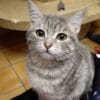 Images de profil de Sandrine - Blooming Pets - Petsitting et garde d'animaux à domicile