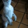 Images de profil de Sandrine - Blooming Pets - Petsitting et garde d'animaux à domicile