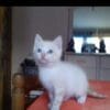 Images de profil de Sandrine - Blooming Pets - Petsitting et garde d'animaux à domicile