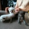 Images de profil de Sandrine - Blooming Pets - Petsitting et garde d'animaux à domicile