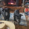 Images de profil de Sandrine - Blooming Pets - Petsitting et garde d'animaux à domicile