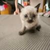 Images de profil de Sandrine - Blooming Pets - Petsitting et garde d'animaux à domicile