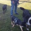 Images de profil de Sandrine - Blooming Pets - Petsitting et garde d'animaux à domicile