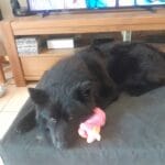 Bouba   Eurasier Mâle - Garde d'animaux à domicile