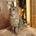 Kio   European Shorthair (Européen) Mâle stérilisé - Garde d'animaux à domicile