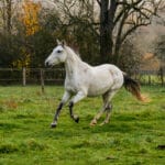 Django   Lusitanien Hongre - Garde d'animaux à domicile