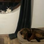 Sam   Chat de gouttière (Commun) Femelle stérilisée - Garde d'animaux à domicile