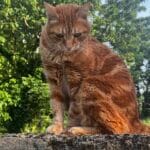 Ubaï   Chat de gouttière (Commun) Mâle stérilisé - Garde d'animaux à domicile