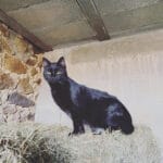Sawyer   Chat de gouttière (Commun) Mâle stérilisé - Garde d'animaux à domicile