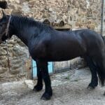 Empereur Calisto   Percheron Mâle stérilisé - Garde d'animaux à domicile