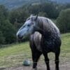 Images de profil de Manon - Blooming Pets - Petsitting et garde d'animaux à domicile