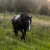 Images de profil de Manon - Blooming Pets - Petsitting et garde d'animaux à domicile