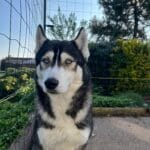 Patch   Husky de Sibérie Mâle stérilisé - Garde d'animaux à domicile