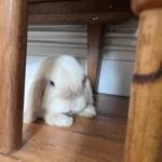 CHAUSSETTE   Hollandais Mâle - Garde d'animaux à domicile